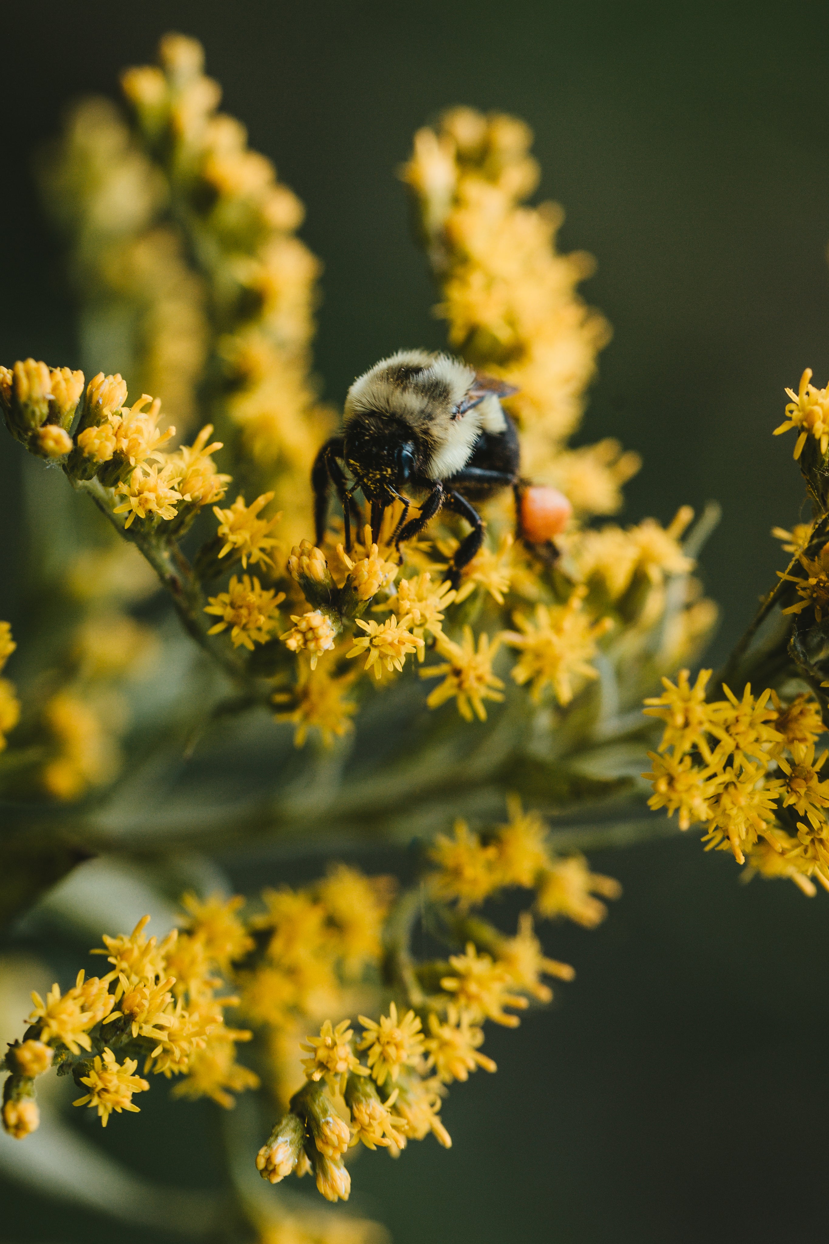 Bee-on-yellow-flower-vertical.jpg