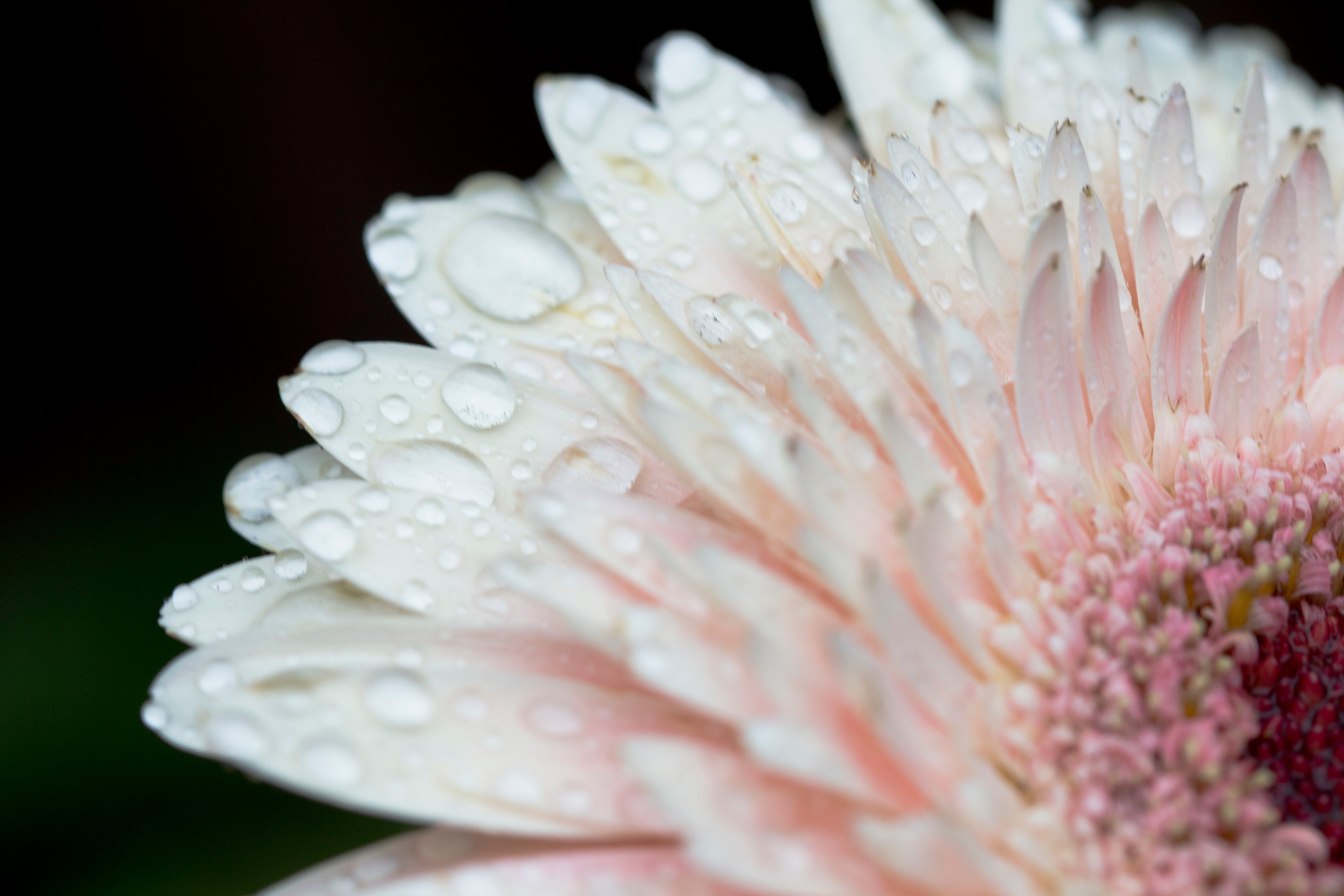 pale-pink-flower-with-water-drops.jpg
